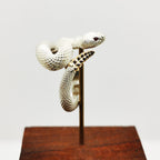 White gold tail